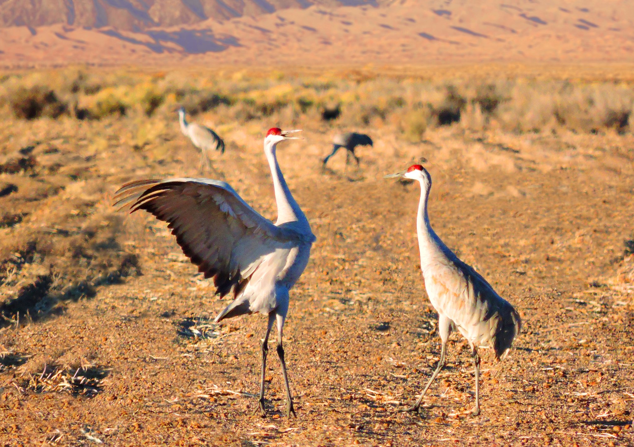Sandhill Cranes Rely on Private Lands During Migration Defenders of